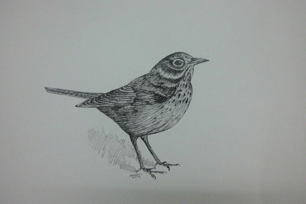 Bird-3(pen & ink)