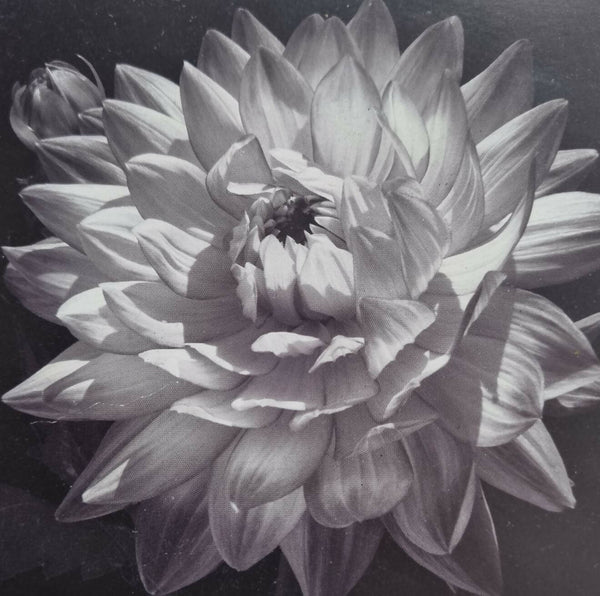 Beautiful lotus flower painting