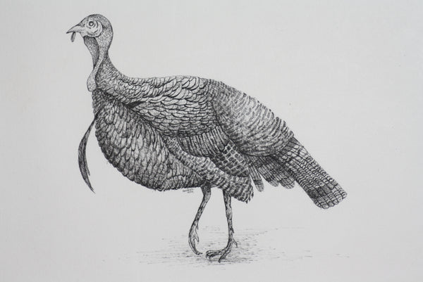 Turkey 1 (pen and ink)