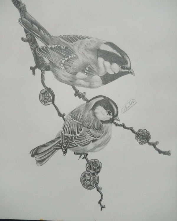 Sparrow Graphite Drawing
