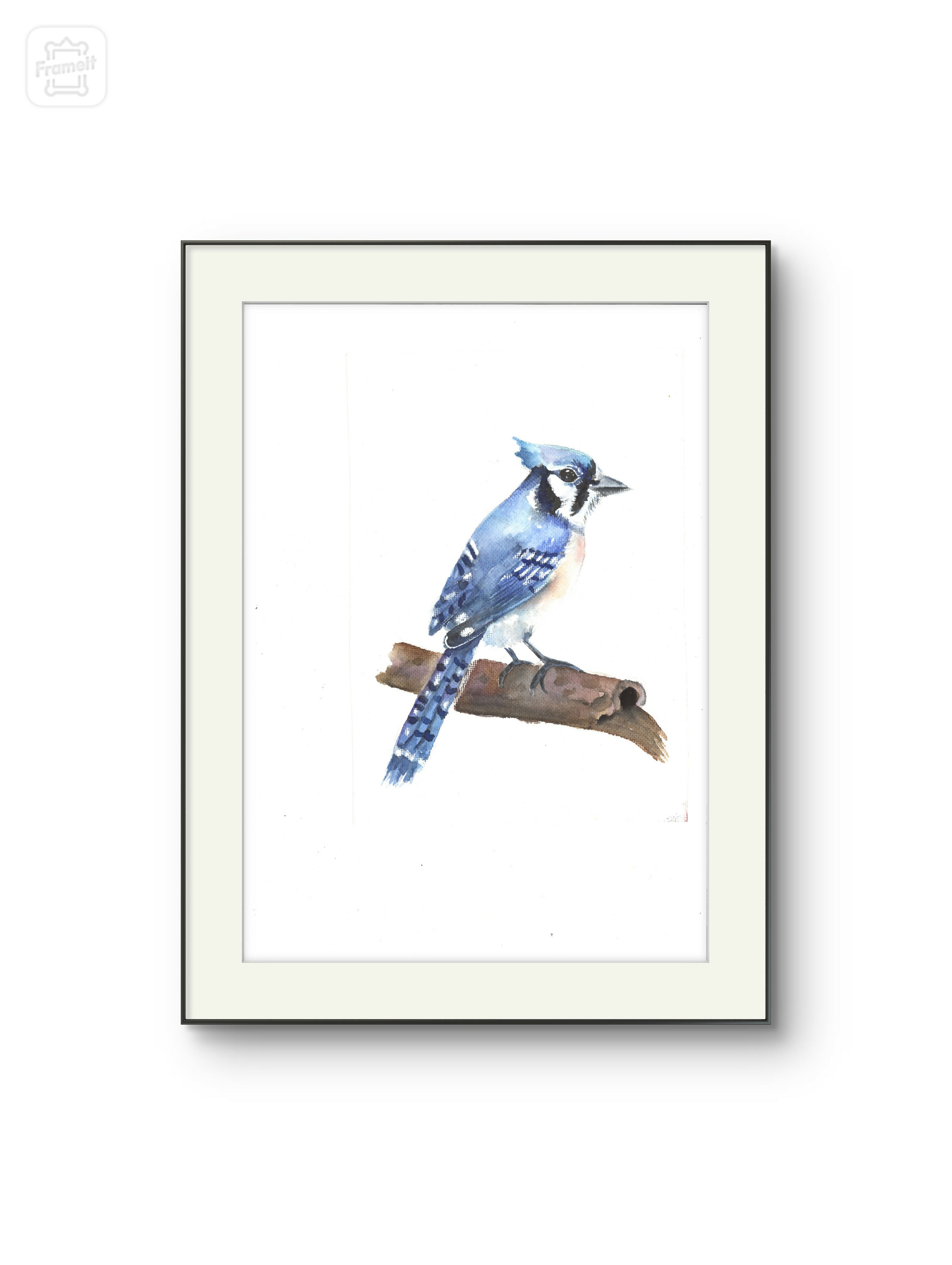 Blue jay bird