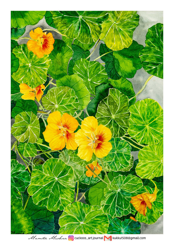 Garden Nasturtiums