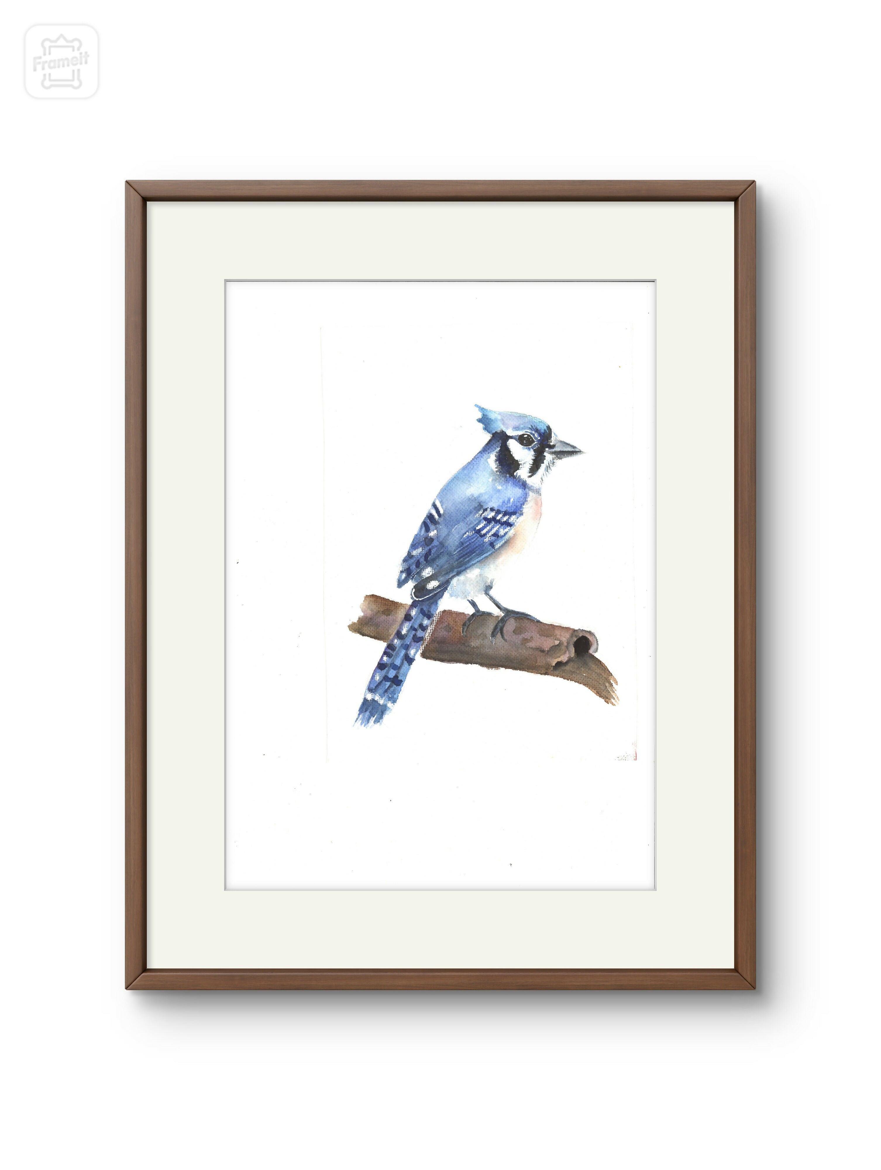 Blue jay bird