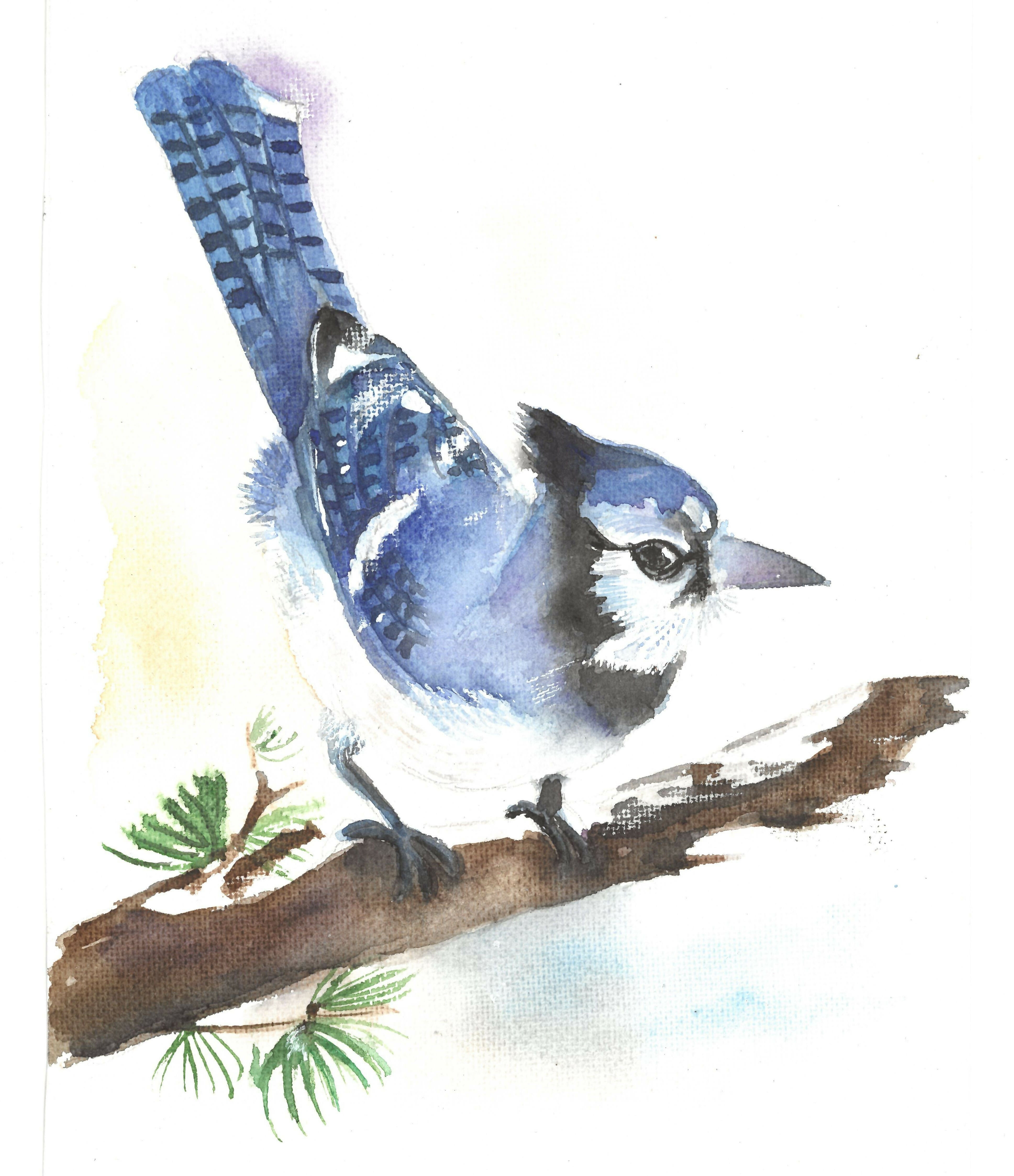 Bird blue jay