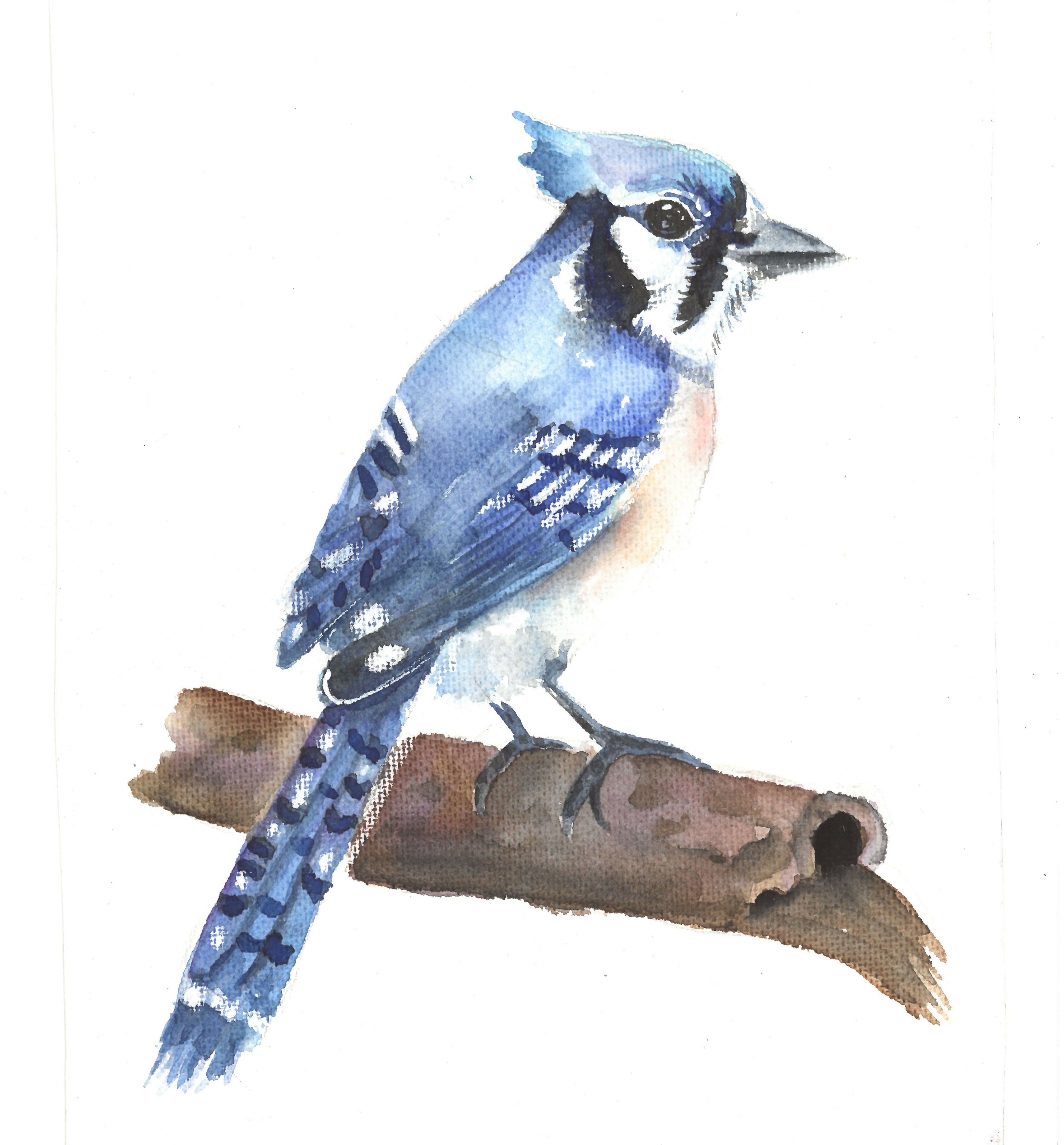 Blue jay bird