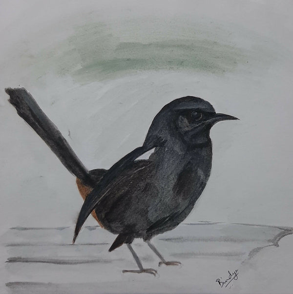 Indian Robin