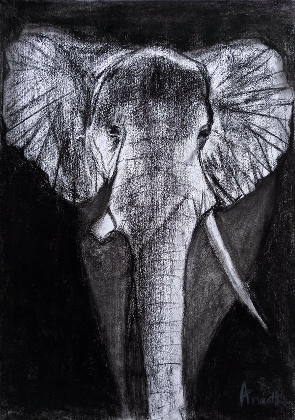 Elephant with a broken tusk