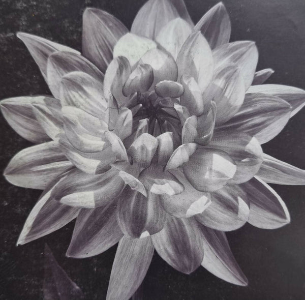 Beautiful lotus flower painting