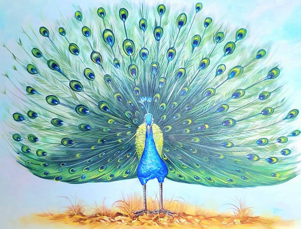 Peacock colored pencil drawing