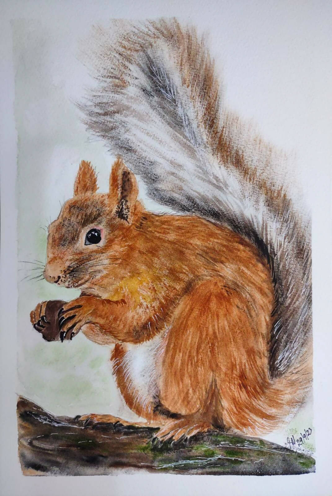 Buy SQUIRREL Color Pencil Drawing Print Animal Art Artwork Signed by Artist  Gary Tymon 2 Sizes 100 Prints Wildlife Portrait Online in India - Etsy