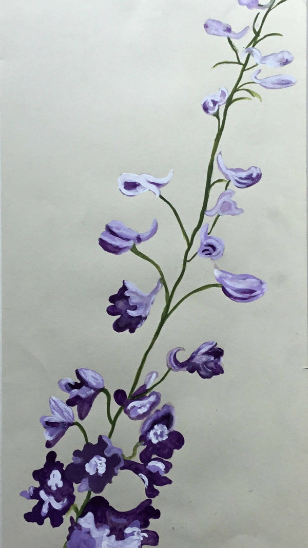 Larkspur