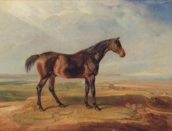 a horse in field