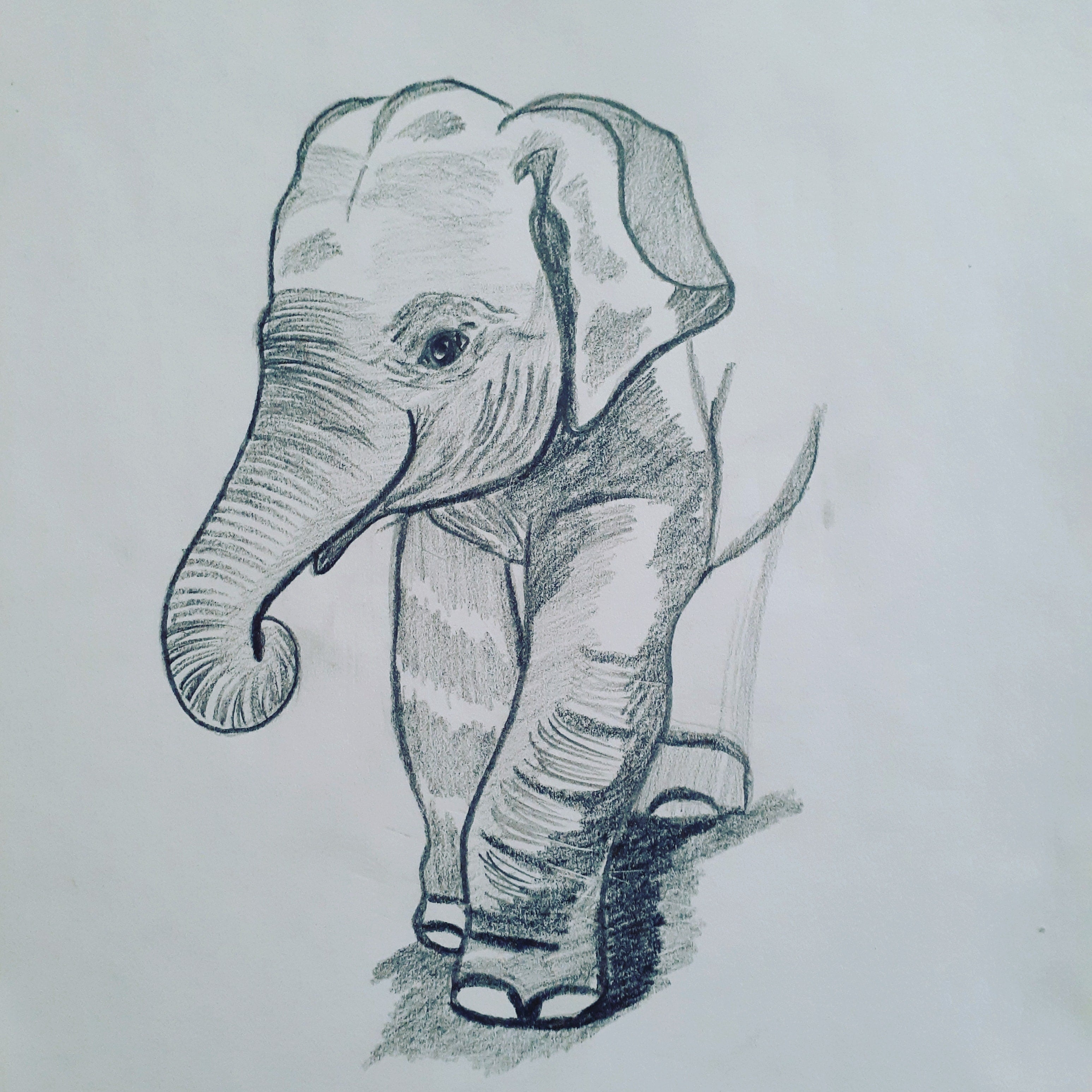 Traditional Drawing of Elephant Profile! by Halasaar01 on DeviantArt