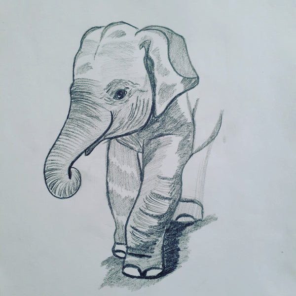 Baby elephant Drawing