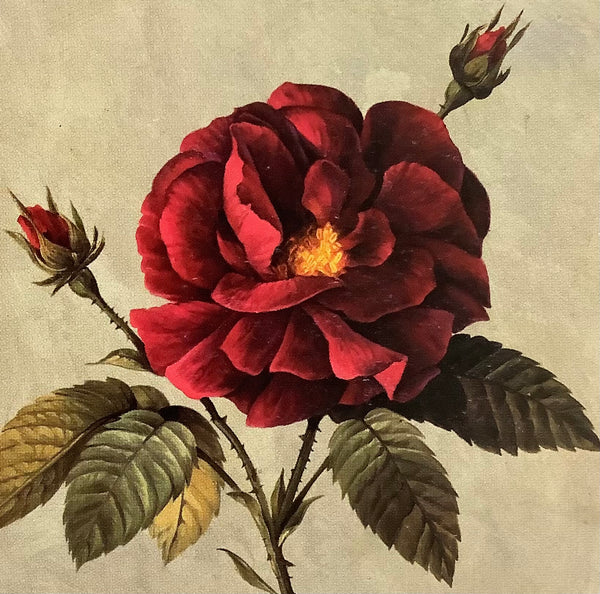 Beautiful rose (Artoholic)