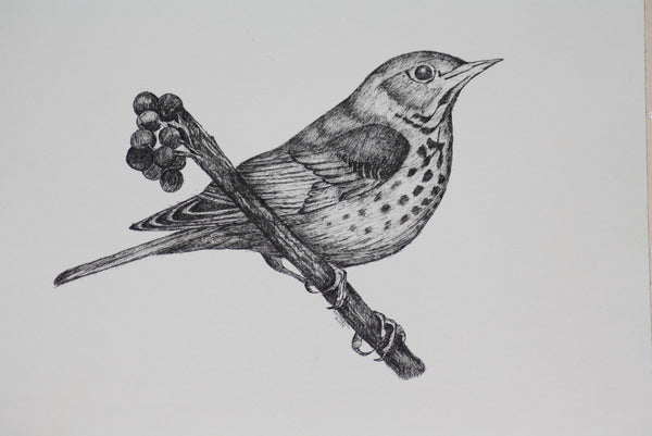 BIRD ON A BUSH 1(pen and ink)