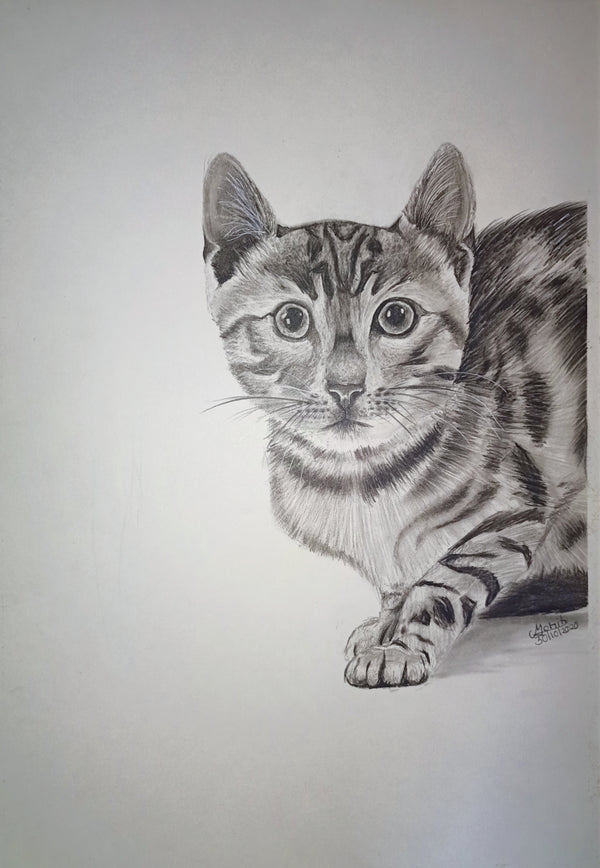 Cat sketch wall sketch