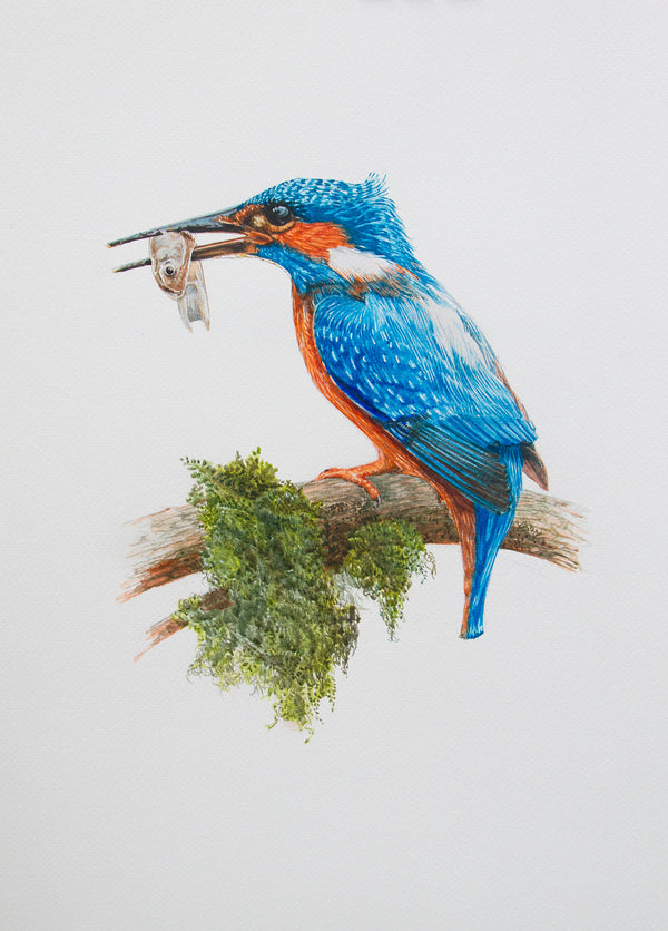 Common Kingfisher with catch