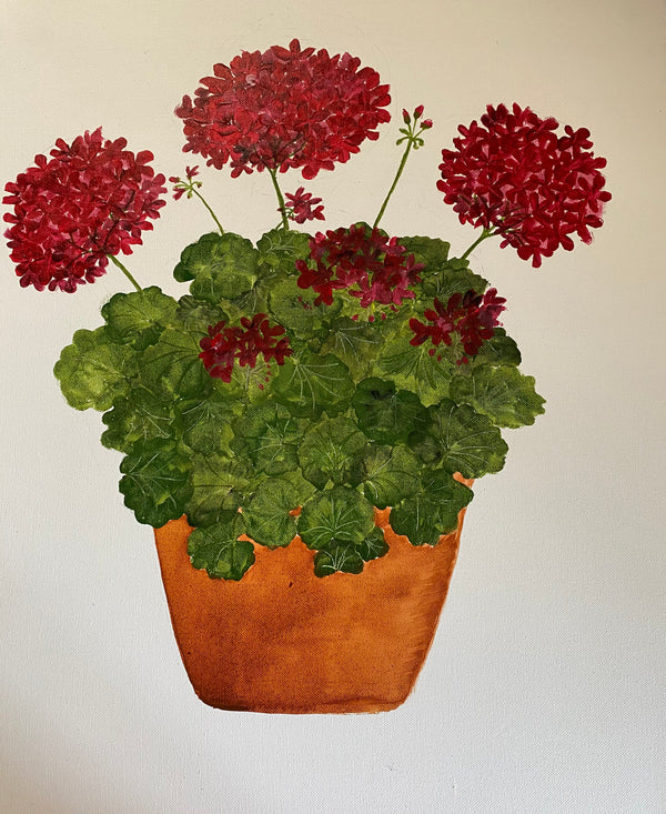 Deep red geranium flowering plant