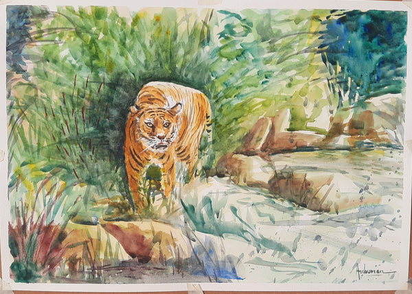 Tiger Going for the kill" in watercolor"