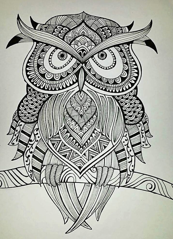 Owl - bird