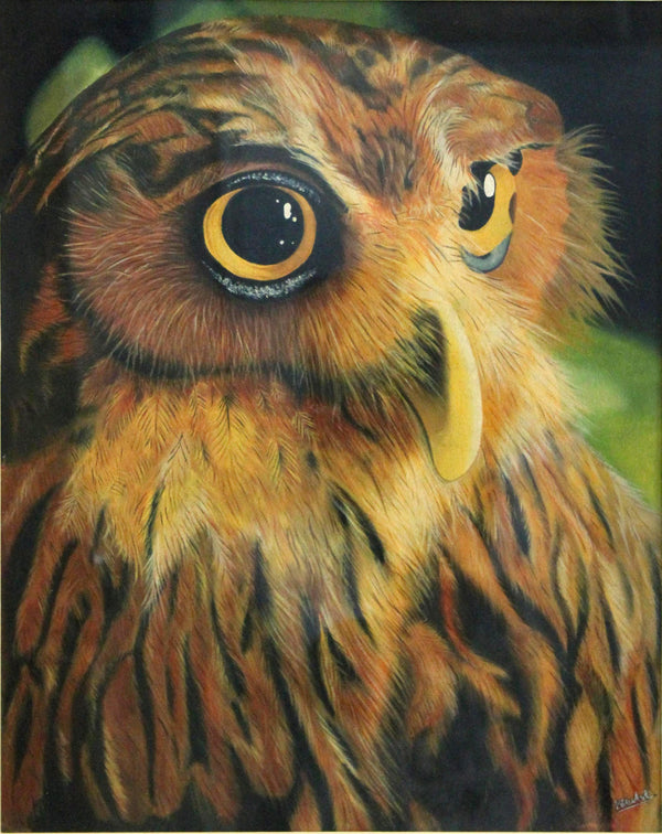 owl colourfil