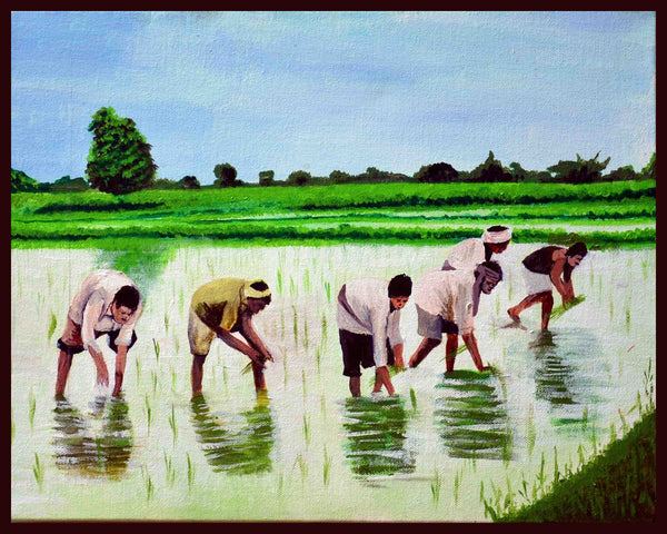 Rice Cultivation - Konkan