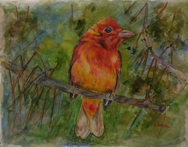 Summer Tanager bird