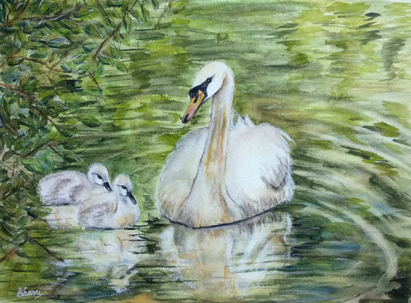 Swan and Cygnets - water birds - swan swimming with cygnets