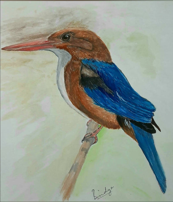 A white throated kingfisher