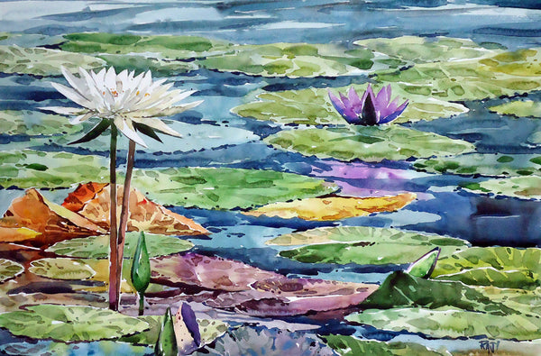 WATER LILY POND