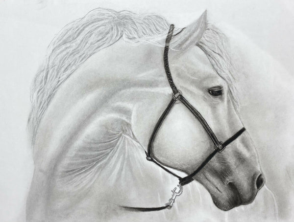 White horse sketch